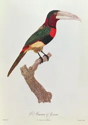 Azara Aracari, grawerowane przez Barriere (kolorowe grawerowanie)
